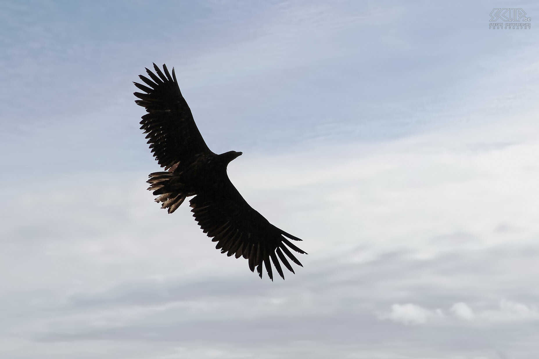 Zodiac tour - White-tailed eagle The same osprey, but now as a silhouette with backlight above the sea. Stefan Cruysberghs